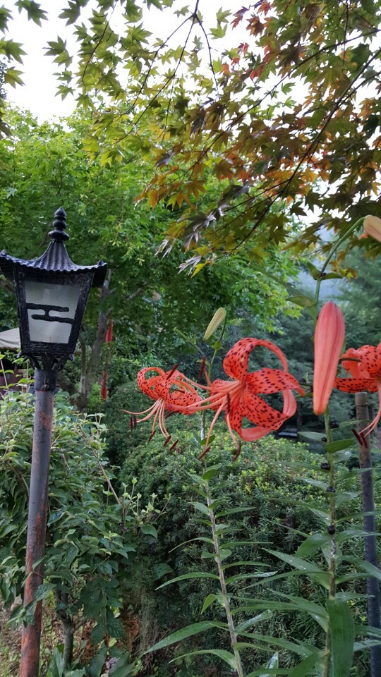 전경